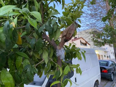 Λεμονιές αντί νεραντζιές στο ιστορικό κέντρου του Ναυπλίου